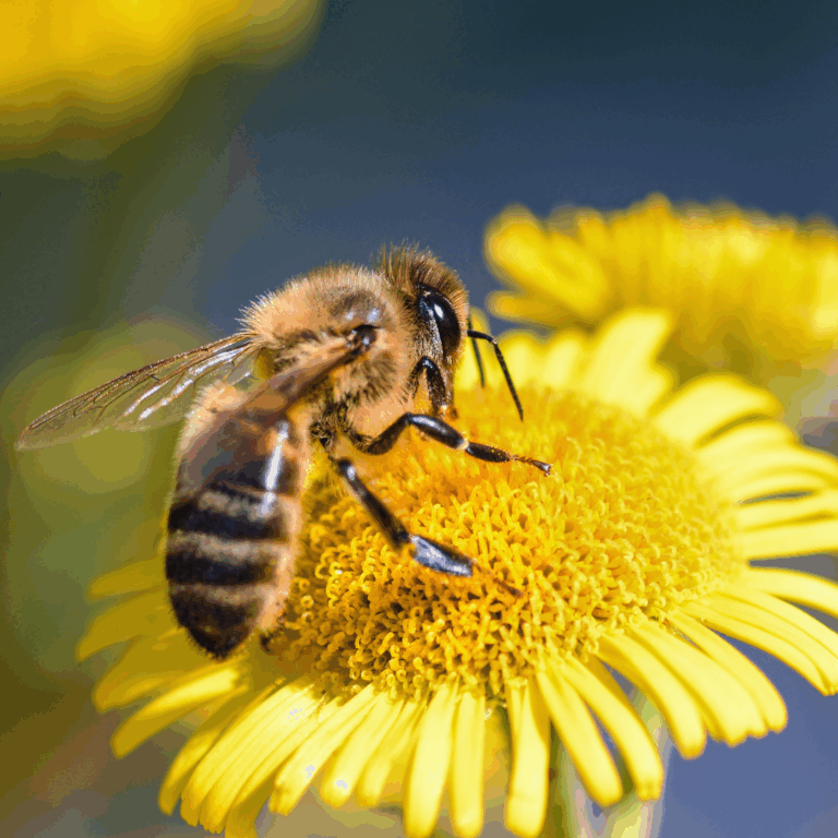 Une abeille butinant une fleur jaune